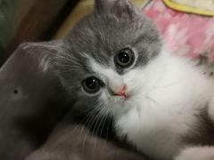 -藦茜花园宠物主题亲子互动体验馆(国顺东路店)