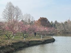 -上海海湾国家森林公园