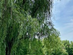-同里国家湿地公园