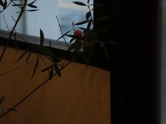 -Café Monson