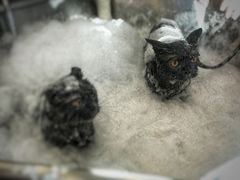 -PETKIT小佩宠物(古北店)