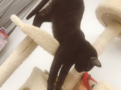 -浣熊柯尔鸭土拨鼠·电玩咖