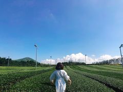 -雪绿茶博物馆