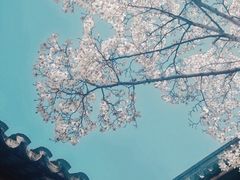-秋霞圃