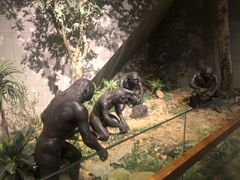 -北京周口店北京人遗址博物馆