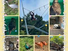 -西霞口神雕山野生动物世界