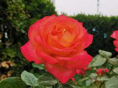 -中国中医科学院望京医院(院本部)