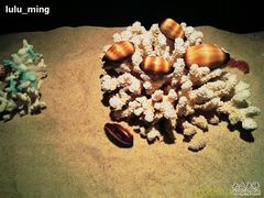 -亚龙湾中心广场·贝壳馆