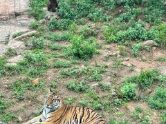 -西霞口神雕山野生动物世界