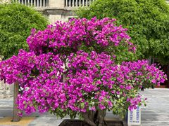 -西宁市东关清真大寺