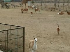 -哈尔滨北方森林动物园