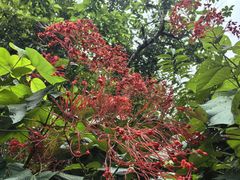 -中国科学院西双版纳热带植物园