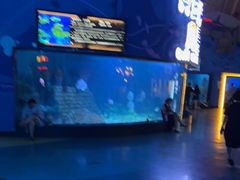 -烟台海昌鲸鲨海洋公园