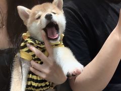 -逗柴咖啡屋·狗咖猫咖宠物桌游