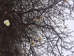 iphone_upload_pic-香雪海