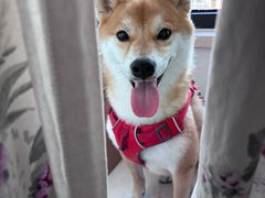 -美联众合动物医院·24h转诊中心