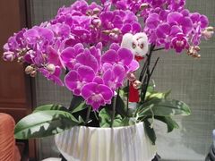 -龙庭华宴·粤菜·早茶