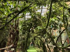 -呀路古热带植物园