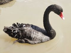 -CoCo都可(香港名都店)