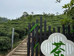 -长沙黑麋峰国家森林公园