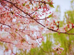 -西北湖绿化广场