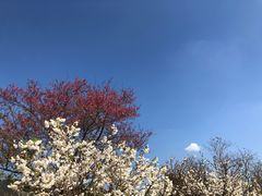 -天适樱花悠乐园