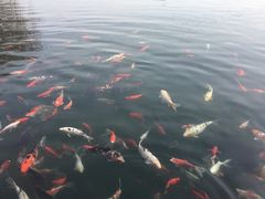 -芙蓉街-王府池子