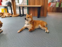 -柴源莊·柴小宠柴犬咖啡