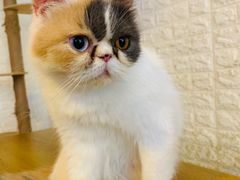 -平行世界·猫咖(首经贸店)