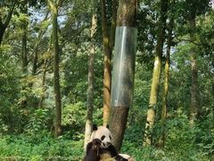 -中国大熊猫保护研究中心雅安碧峰峡基地