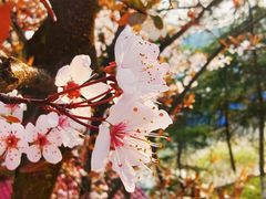 -铁山坪森林公园