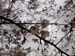 -武汉大学-樱园