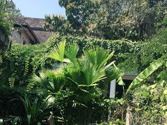 -中国科学院西双版纳热带植物园