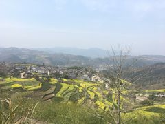 -桑洲油菜花景区