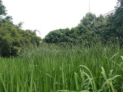 -成都市活水公园