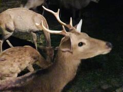 -清迈夜间动物园