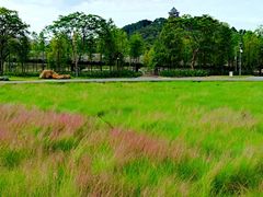-王借岗森林公园