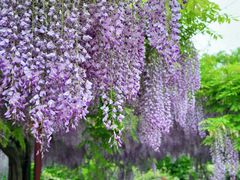 -嘉定紫藤园