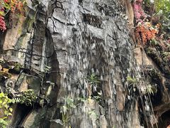 -正佳雨林生态植物园