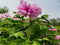 -洛阳市隋唐城遗址植物园