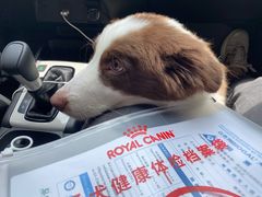 -福州肆爪动物医院