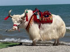 -青海湖国家重点风景名胜区