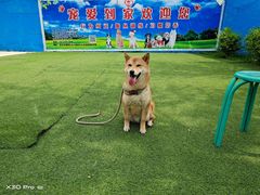 -宠物寄养训练学校