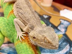 -FAIRYLAND龙族星球主题餐厅(凯丹广场店)