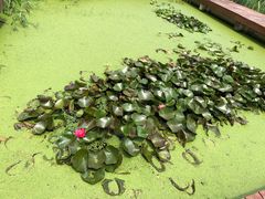 -东郊湿地公园