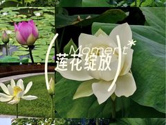 -云溪植物园