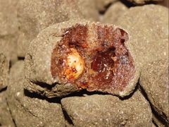 -郴州特产舜华临武鸭(郴州西站店)