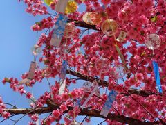 -南湖梦幻岛