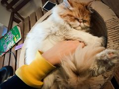 -Cappucimeow猫咪咖啡馆(韦伯时代店)