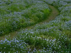 -春花秋色城市公园